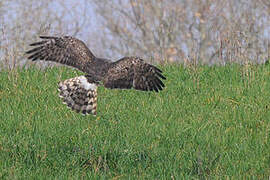 Hen Harrier