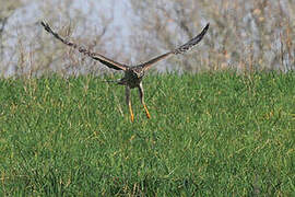 Hen Harrier