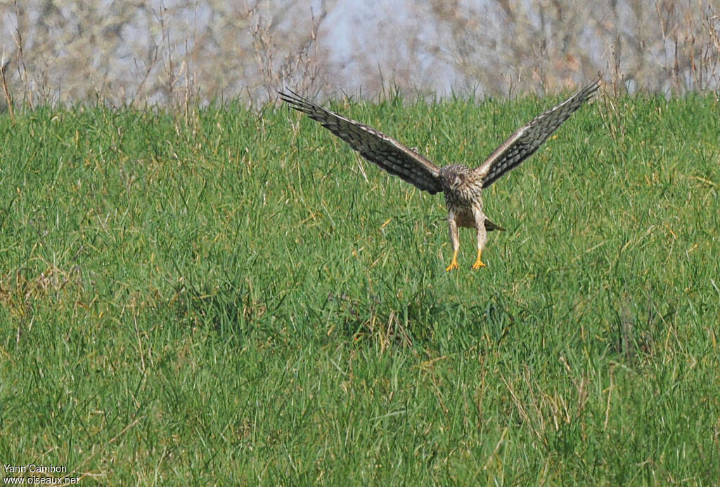 Busard Saint-Martin femelle adulte, pêche/chasse