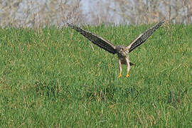 Hen Harrier