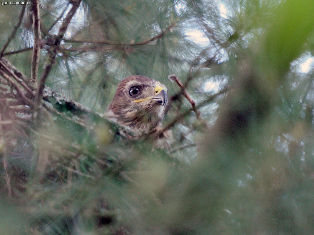 Common BuzzardPoussin