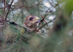 Common Buzzard