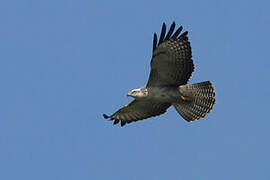 Common Buzzard