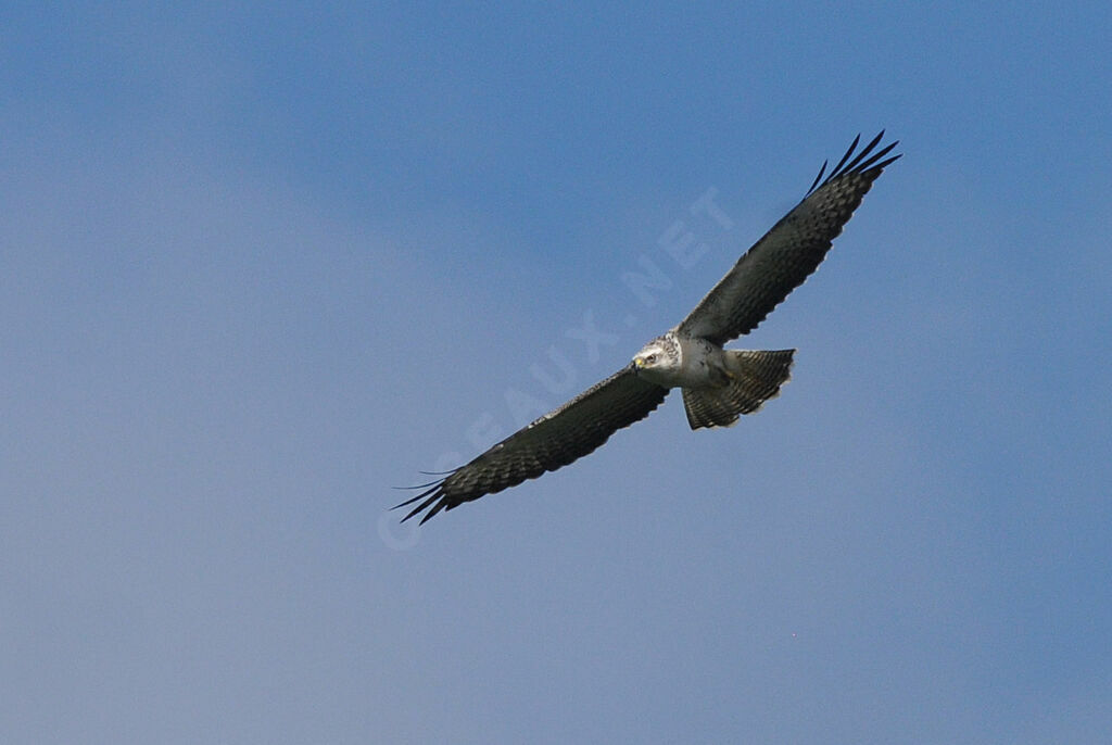 Common Buzzard