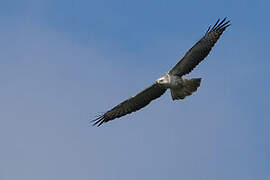 Common Buzzard