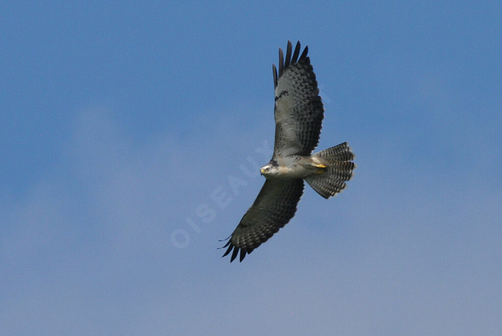 Common Buzzard