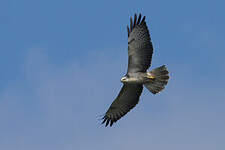 Buse variable