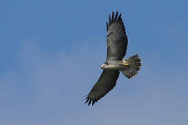 Common Buzzard