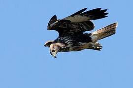 Common Buzzard