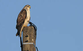 Common Buzzard