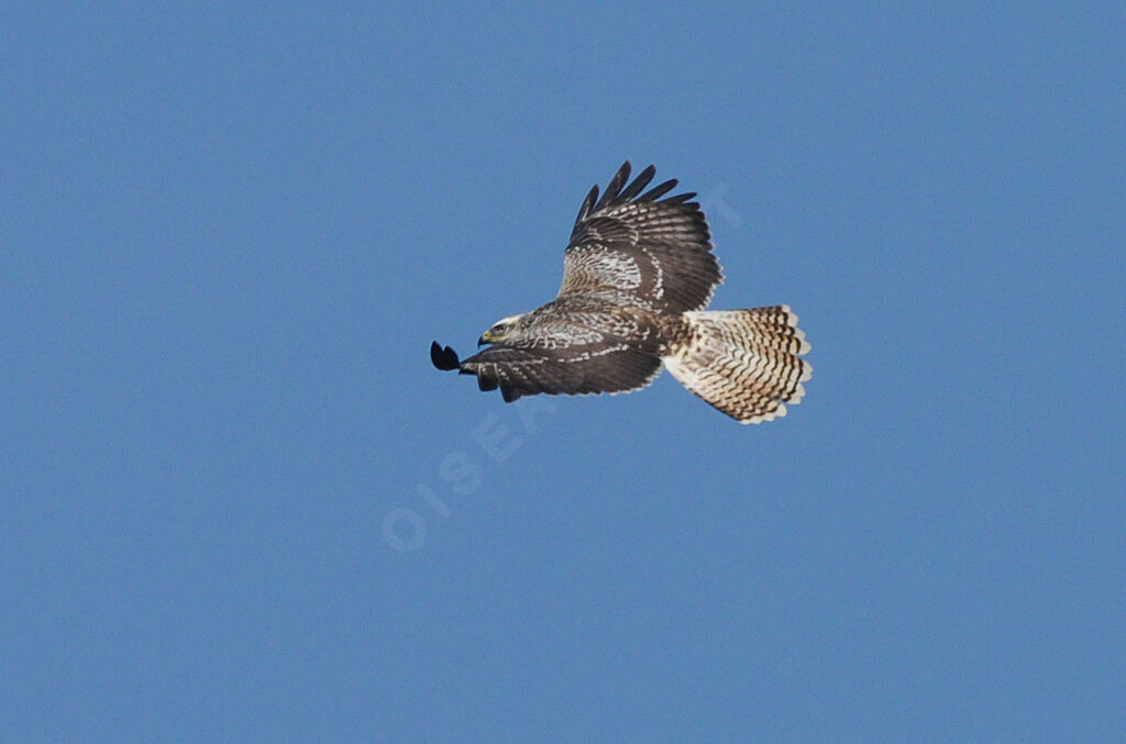 Common Buzzard