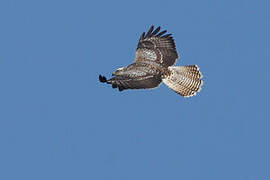 Common Buzzard