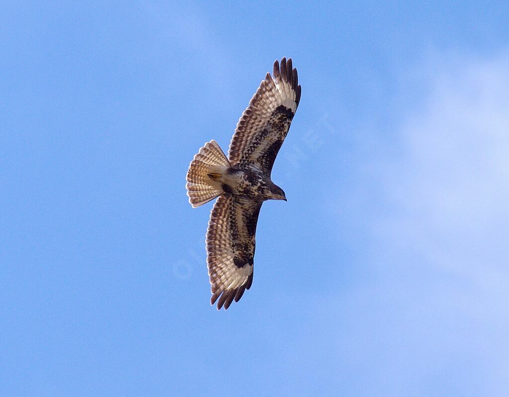 Buse variable