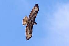 Buse variable