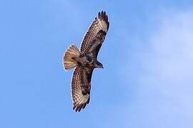 Buse variable