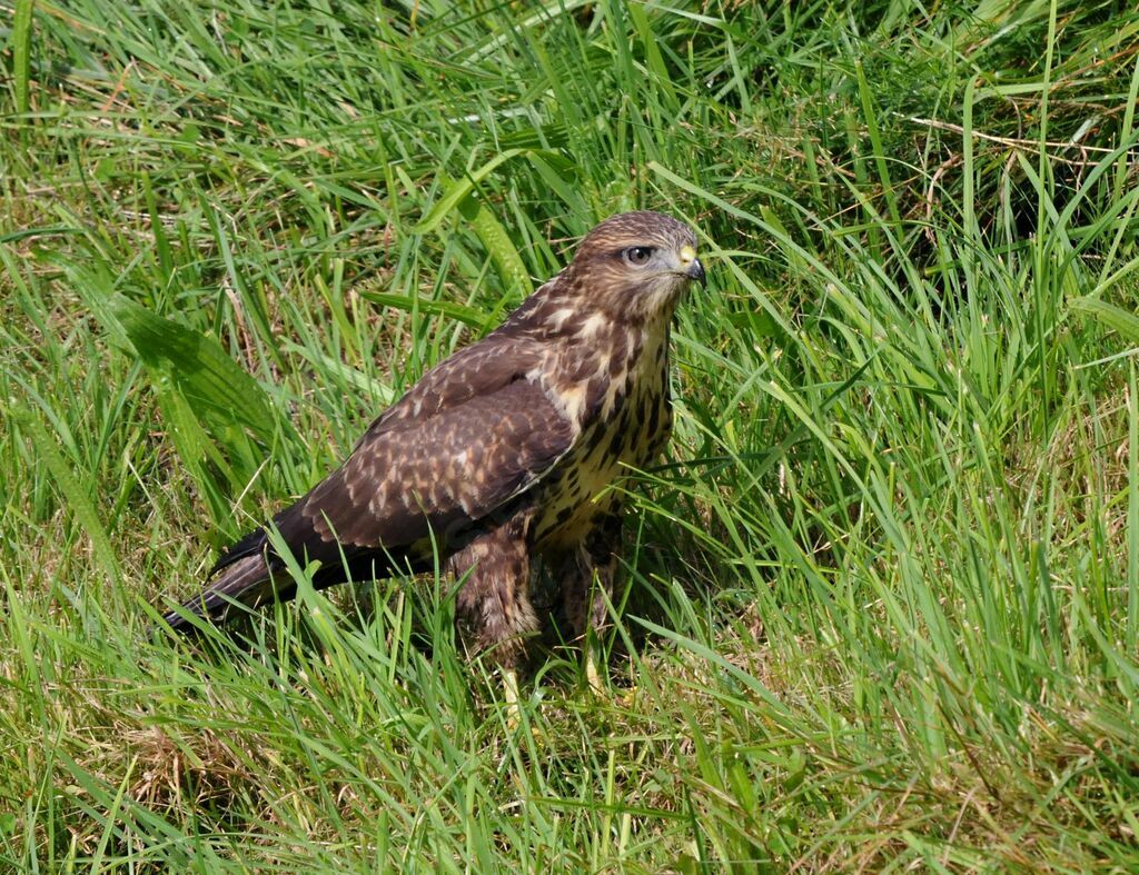 Common Buzzard