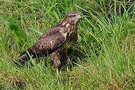 Common Buzzard