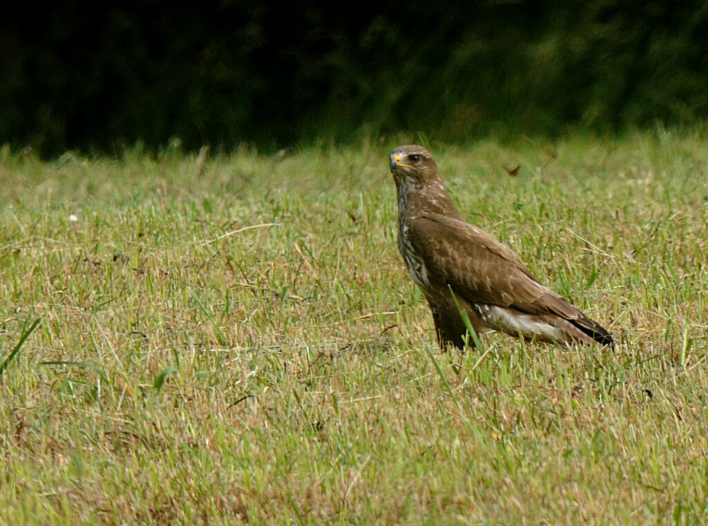 Common Buzzard