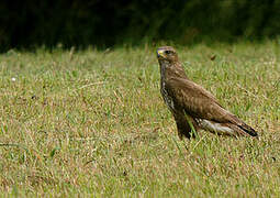 Common Buzzard