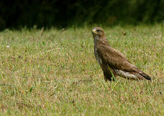 Buse variable