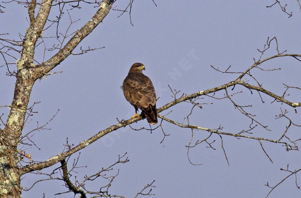 Common Buzzard