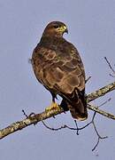 Common Buzzard