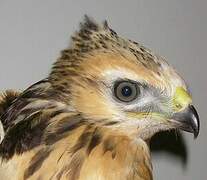 Common Buzzard