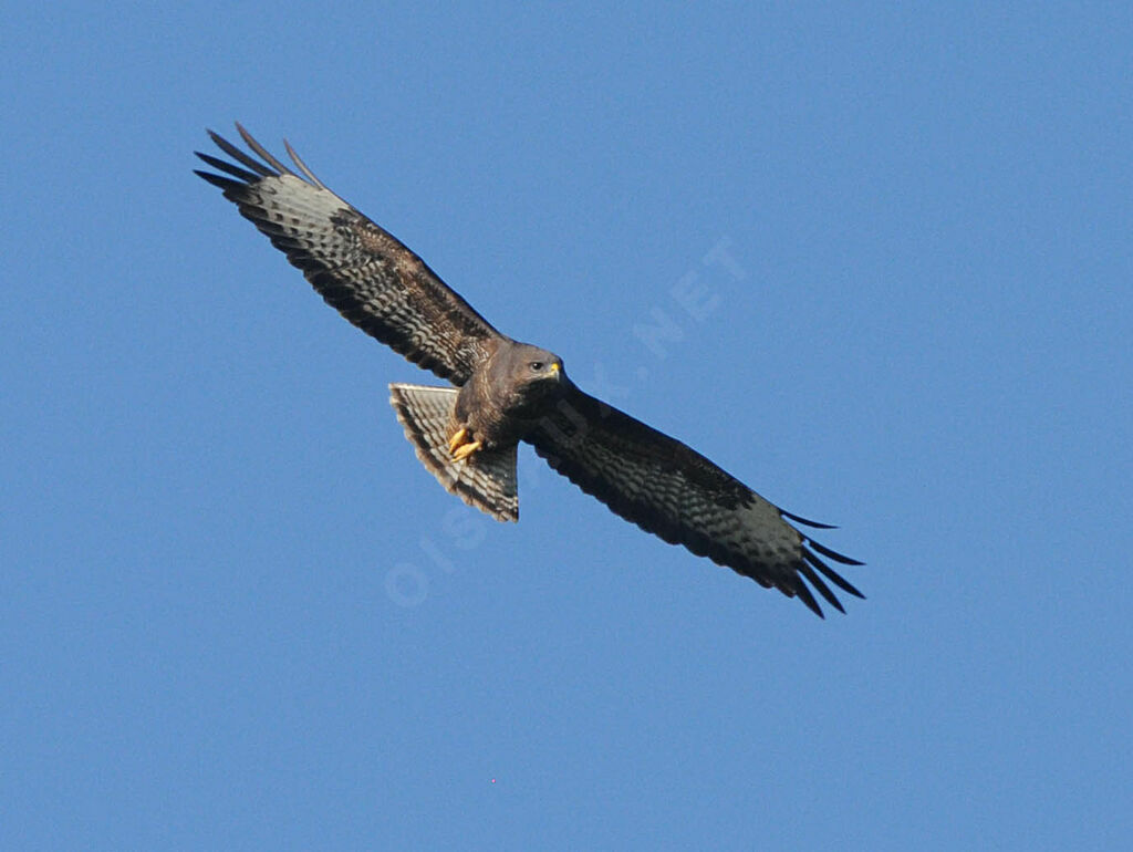 Common Buzzard