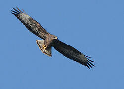 Common Buzzard