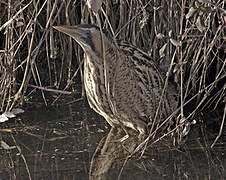 Eurasian Bittern