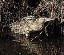 Eurasian Bittern