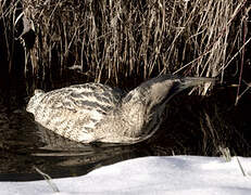 Eurasian Bittern