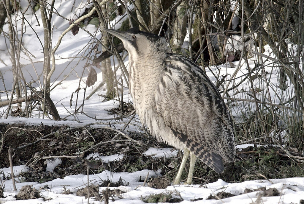 Eurasian Bittern