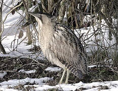 Eurasian Bittern