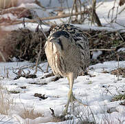 Eurasian Bittern