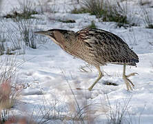 Eurasian Bittern