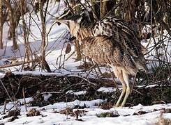 Eurasian Bittern