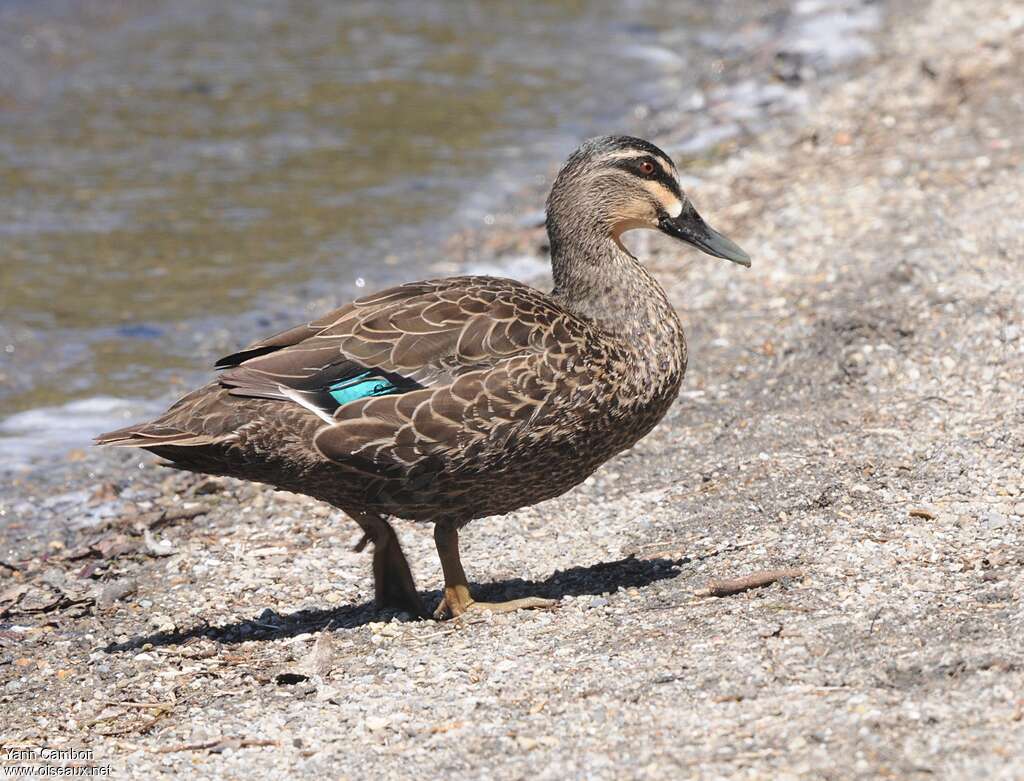 Pacific Black Duckadult, identification