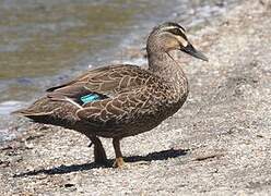 Pacific Black Duck