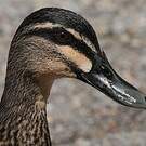 Canard à sourcils