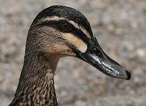 Canard à sourcils