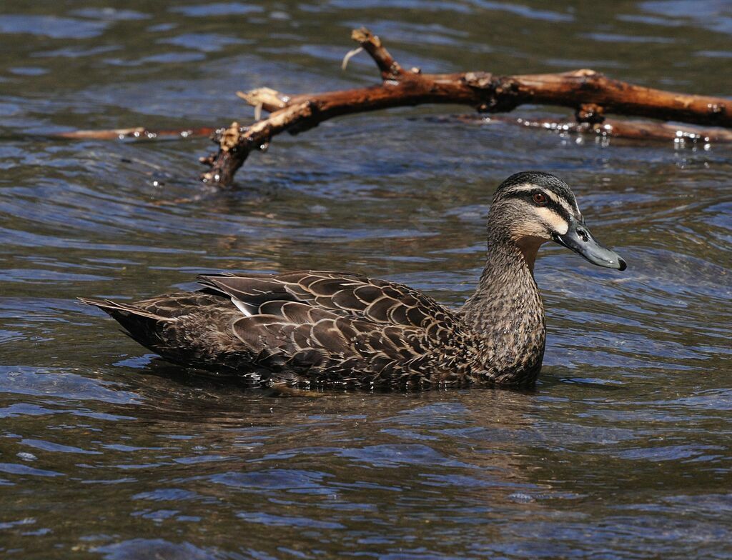 Canard à sourcils