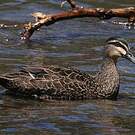 Canard à sourcils