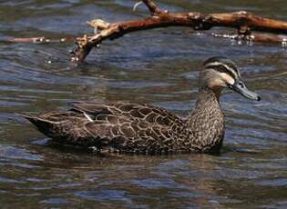 Canard à sourcils