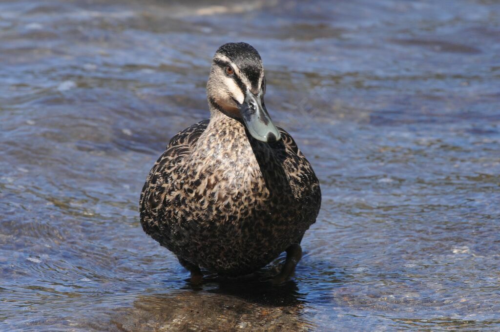 Pacific Black Duck