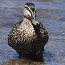 Canard à sourcils