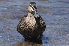 Canard à sourcils