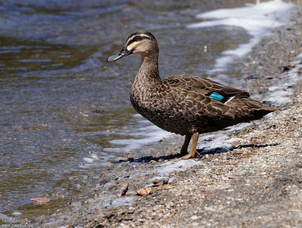 Canard à sourcilsadulte, habitat, pigmentation