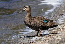 Pacific Black Duck