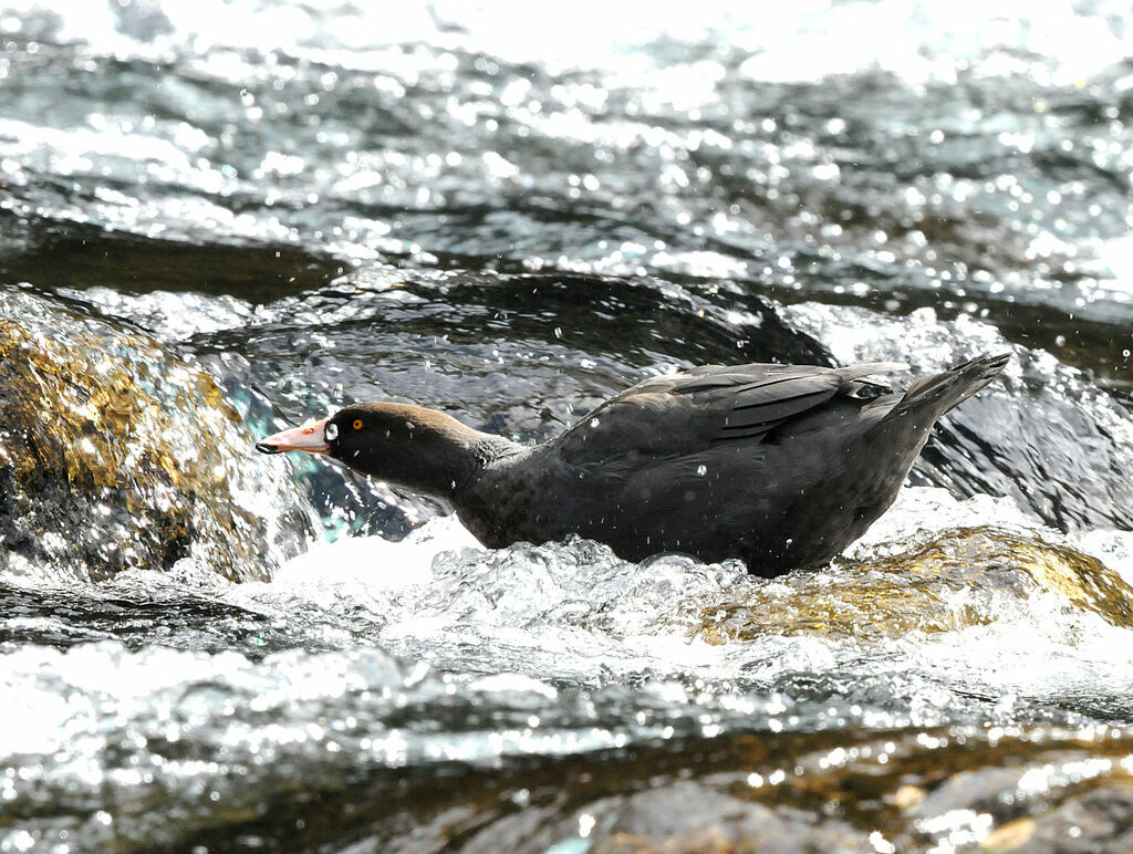 Canard bleu